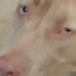 Meet your Posher, Max